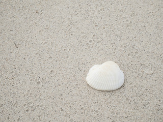 Fototapeta na wymiar White shell on sand 1 - White shell on the Sand at the beach in the afternoon