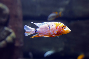 Multicolored Malawi cichlids. Fish of the genus Cynotilapia