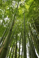 Aluminium Prints Bamboo bamboo forest with glorious morning sunshine  