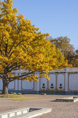 Autumn Oak Tree