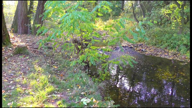Autumn creek in the nature