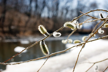 Willow blossom, Early spring, snow in the spring. The nature of the spring. The nature wakes up and...