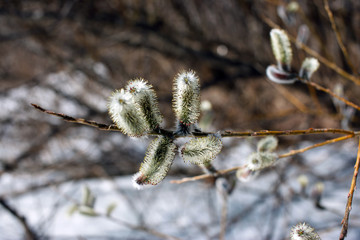 Willow blossom, Early spring, snow in the spring. Nature of the spring. The nature wakes up and blooms. Willow in the wild forest. Willow close.
