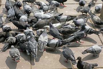 pigeons on the floor causing excrement and bad smell problem
