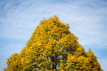 Triangular shaped tree with yellow leaves