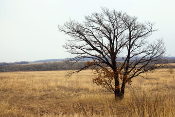 Fototapeta na wymiar Lonely tree in field, autumn, and bare tree, the tree without leaves, yellow, field, panorama of nature, the horizon.