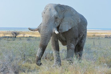 Afrikanischer Elefant im Etosha Nationalpark