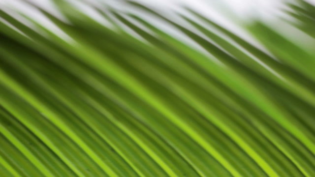 Panning over a long palm leaf displaying its pattern and following its stem