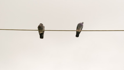 Funny pigeons on a wire.
