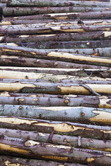 Timber Stack
