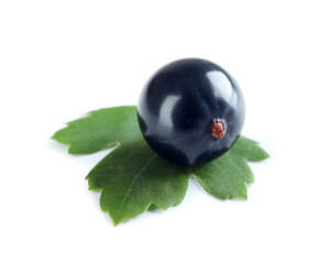 Heap of wild black currant with green leaf isolated on white