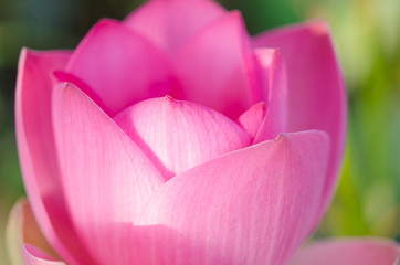 Fototapeta premium close-up lotus flower