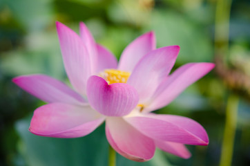 close-up lotus flower