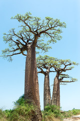 Baobab Alley - Madagaskar