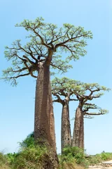 Afwasbaar Fotobehang Baobab Baobab Alley - Madagaskar