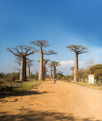 Fototapeta na wymiar Baobab Alley - Madagascar