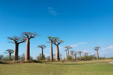 Abwaschbare Fototapete Baobab Baobab Allee - Madagaskar