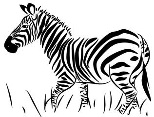 Fototapeta na wymiar Full Body Zebra Vector