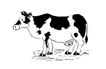 Cow drawing cartoon