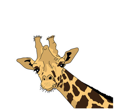 Vector illustration of the head of a giraffe