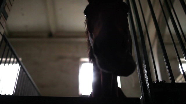 Horse eating hay. Close up silhouette horse