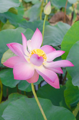 Fototapeta premium beautiful lotus flower