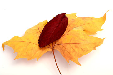 Autumn leaves  pictured in a studio