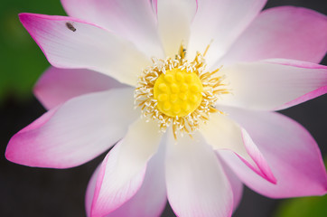 Fototapeta premium close-up lotus flower