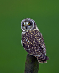 Short Eared Owl