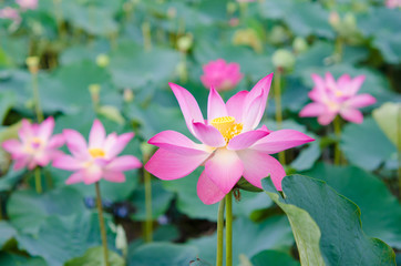 beautiful lotus flower