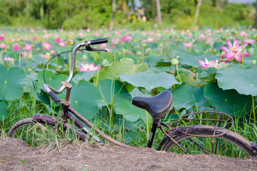 Mekong delta countryside landscape with lotus garden and bicycle