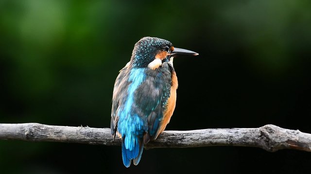 Common Kingfisher (Alcedo atthis), the beautiful blue birds perching on the branch showing its back profile feathers