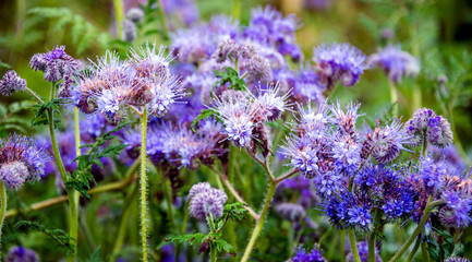 Blau-violett blüht Büschelschön