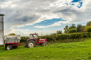 Red tractor during grape harvest