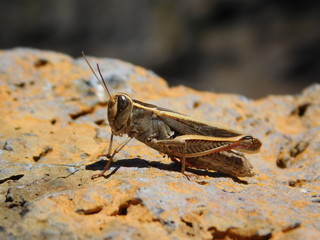 Heuschrecke auf Stein