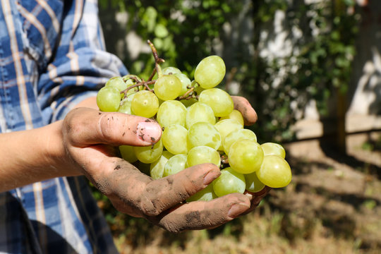 White grape harvest in woman's hands, close up