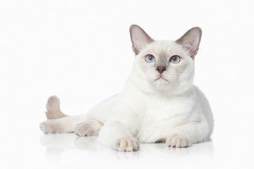 Cat. Thai cat on white background