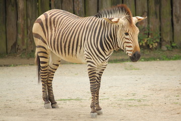 Zebra w Zoo w Dvur Kralowe (Czechy).