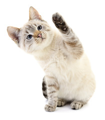 Kitten on a white background