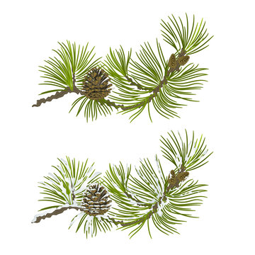 Pine branch with snow and pine cone christmas theme vector 