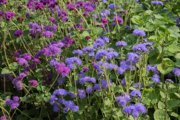 Fototapeta premium Ageratum flowers