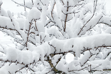 White snow on the tree branch