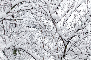 White snow on the tree branch