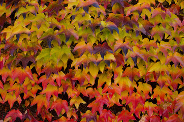 Climbing plant with yellow and red leaves in autumn, background