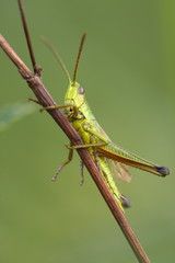 Heuschrecke - Grashüpfer