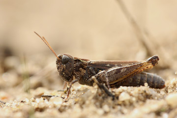 Heuschrecke - &Ouml;dlandschrecke
