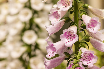 closeup of foxglove flowers © Patrik Stedrak