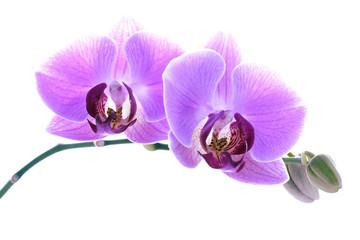 Purple orchid isolated