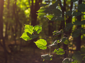 Obraz premium Leaves of linden in the morning forest