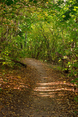 A path in autumn forest